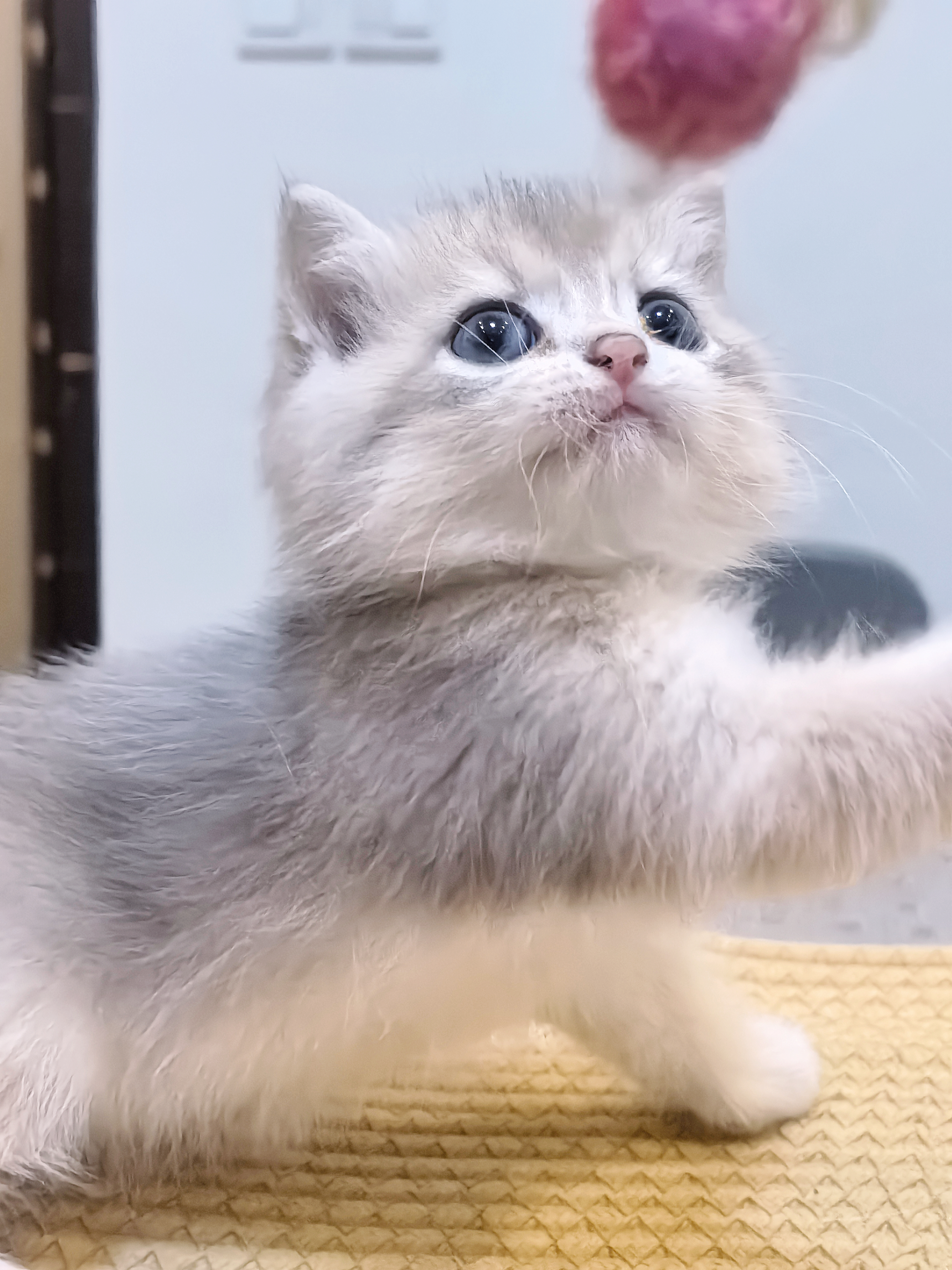 25色大包子脸蓝金弟弟～